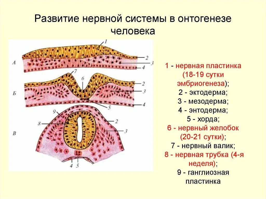 Развитие нервной системы и поведения. Формирование нервной трубки в онтогенезе. Эволюция нервной системы этапы развития нервной системы. Стадии эмбрионального развития нервной системы человека. Ранние стадии развития нервной системы человека.