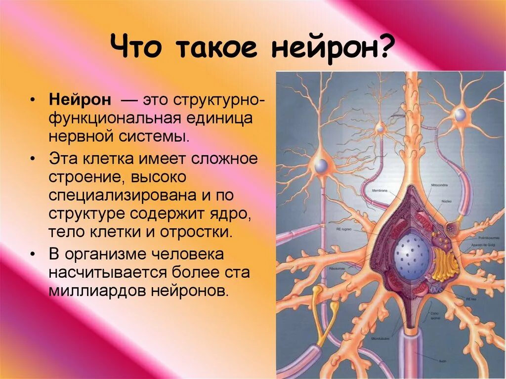 Как называются клетки головного мозга. Строение нейрона человека. Структура нейронов нервной системы. Нейрон строение и функционирование. Нервная клетка Нейрон.