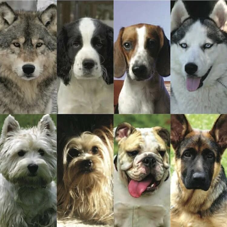 Породы собак. Разные собаки. Разные породы собак. Разные собаки разных пород.