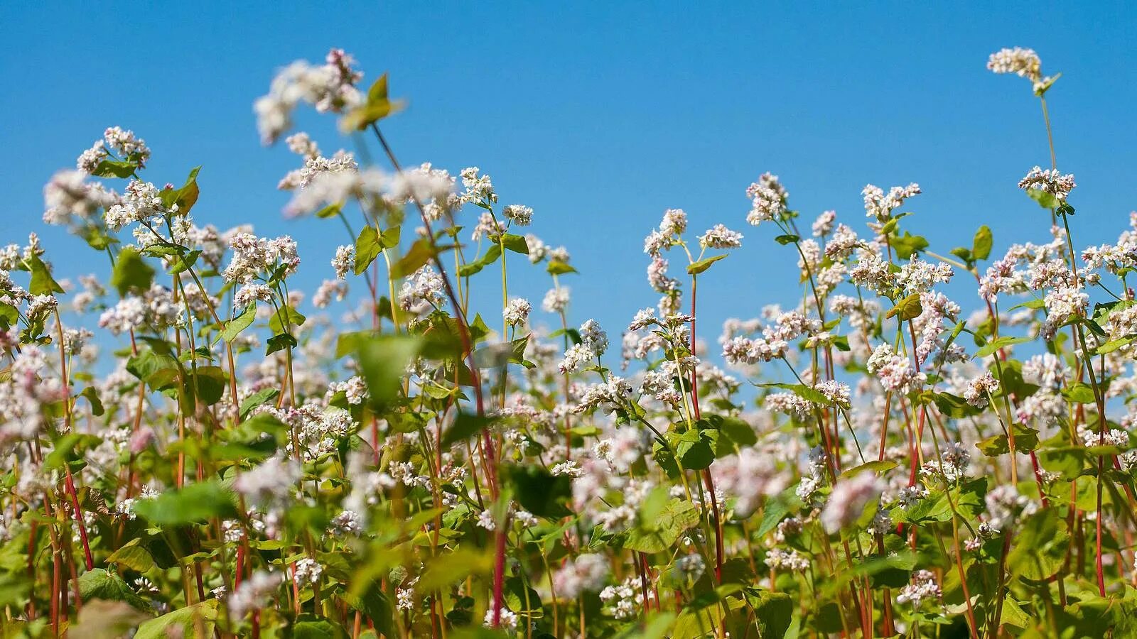 гречишный колос. поля гречихи в алтайском крае. гречиха в цвету. гречиха посевная kotor. гречиха башкирская красностебельная.