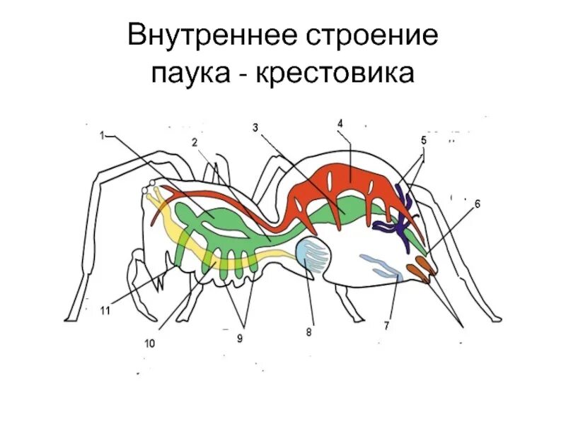 Паукообразные схема. Рисунок паук-крестовик внешнее и внутреннее строение. Внутреннее строение паука крестовика. Внутреннее строение паука крестовика биология 7. Класс паукообразные паук внутреннее строение.