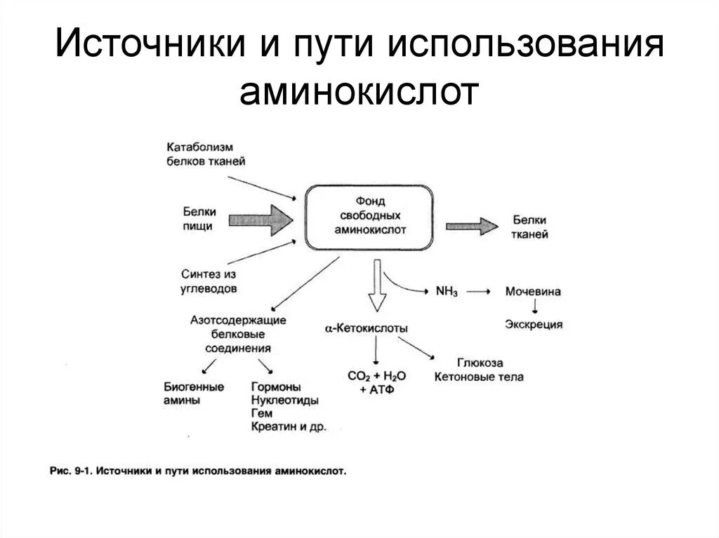 Определите продукт распадов. Источники и пути использования аминокислот в тканях. Общая схема расходования аминокислот.