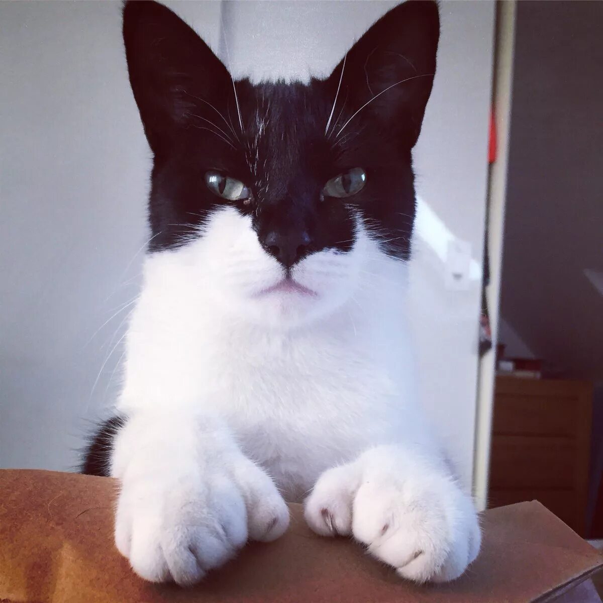 Cat no face