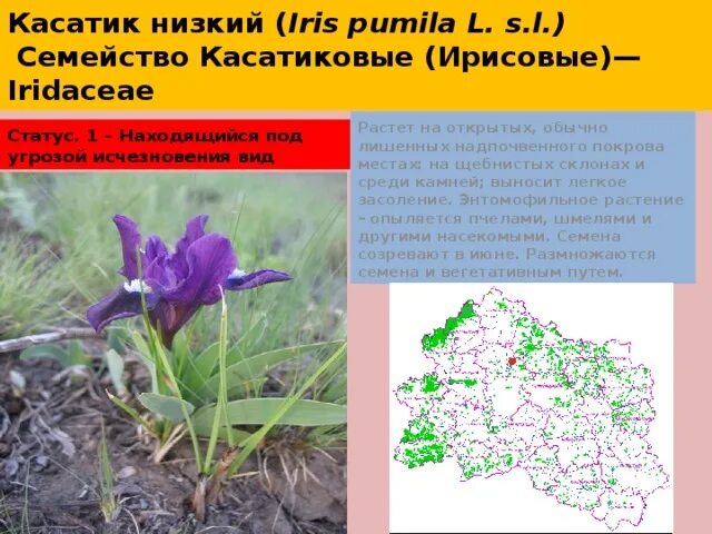 Растение твоего края