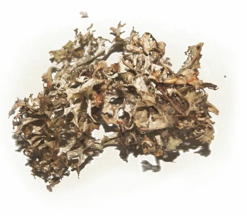 цетрария (ягель). цетрария исландский мох сухой. сухой исландский мох. исландский мох сушеный. исландский мох (цетрария исландская) 50,0.