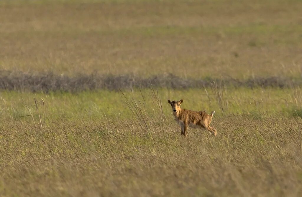 заповедник черные земли видео. биосферный заповедник черные земли. калмыкия заповедник. заповедник черные земли калмыкия. биосферный заповедник черные земли в калмыкии.