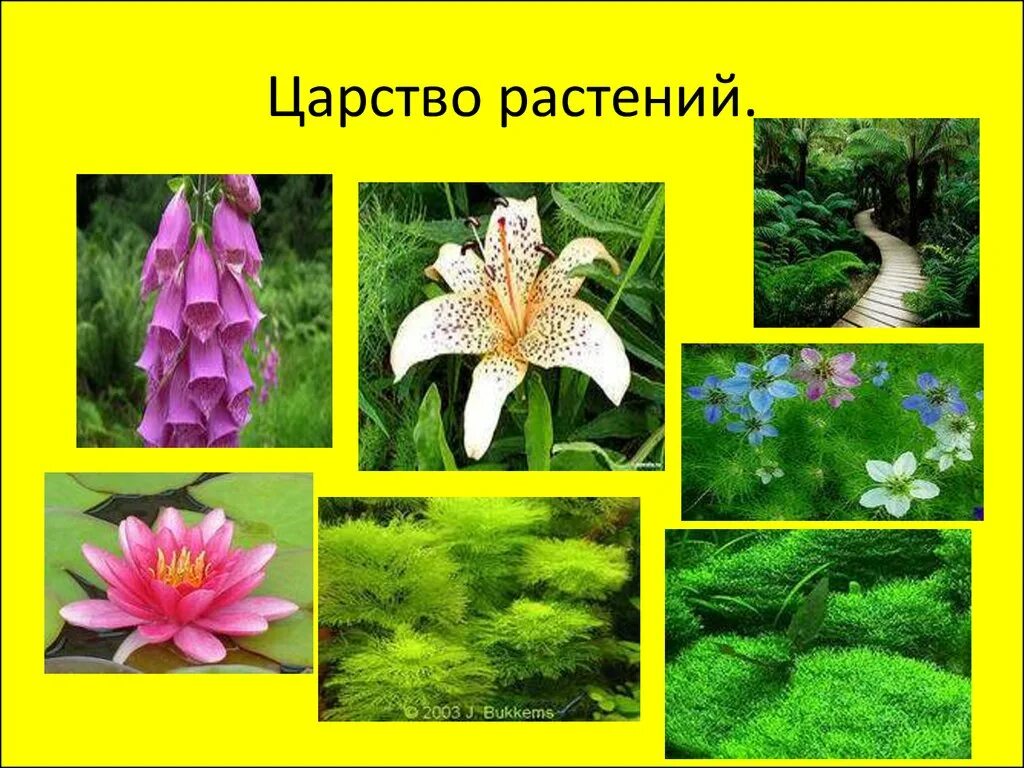 царство растений. тема царство растений. представители отделов царства растений. царство травы и цветов 3.