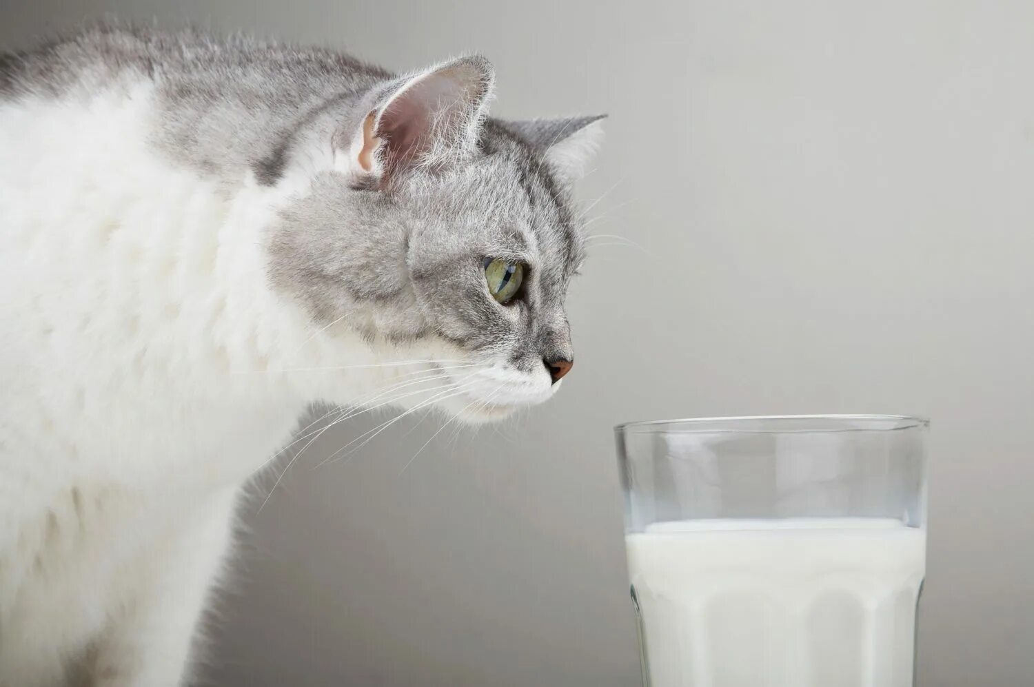 Should cat. Кошка молоко. Котик лакает молоко. Котенок пьет молочко. Молоко для котиков.
