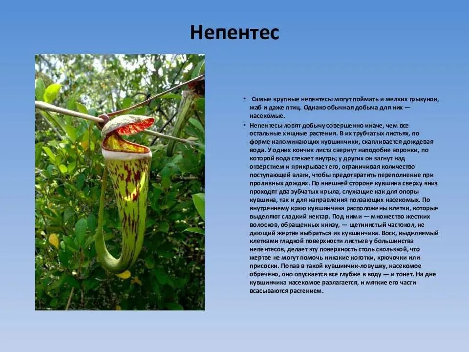 Сообщение о растении 5 класс биология кратко. Непентес хищник. непентес аттенборо. непентес растение хищник доклад. сообщение о хищных растениях.