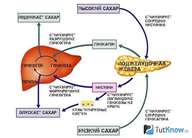 Через легкие удаляются продукты. Схема механизма действия инсулина и глюкагона. Схема выработки инсулина в организме человека. Органы мишени инсулина и глюкагона. Механизм активации ферментов поджелудочной железы схема.