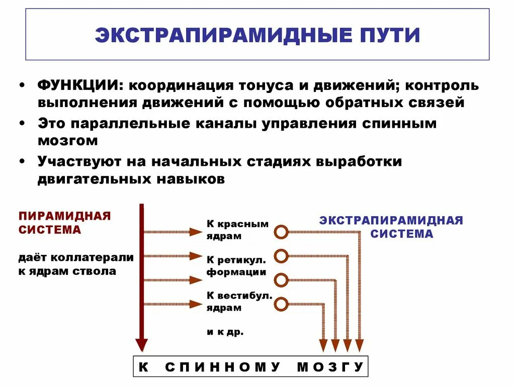 Нисходящая система. Экстрапирамидный путь неврология схема. Экстрапирамидные проводящие пути схема. Двигательные экстрапирамидные пути головного мозга. Экстрапирамидные проводящие пути кратко.