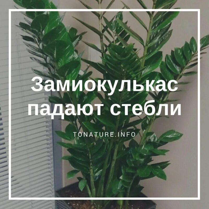 Готовый грунт для замиокулькаса какой лучше. Земля для замиокулькаса. готовый грунт для долларового дерева. замиокулькас грунт. долларовое дерево удобрение.
