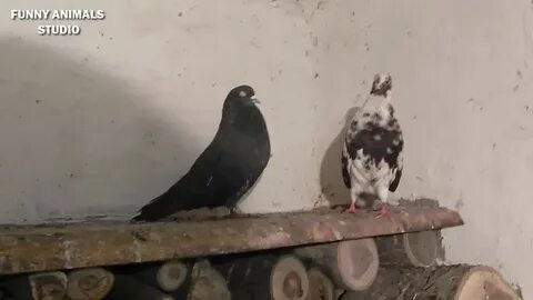 Голуби бучеловский