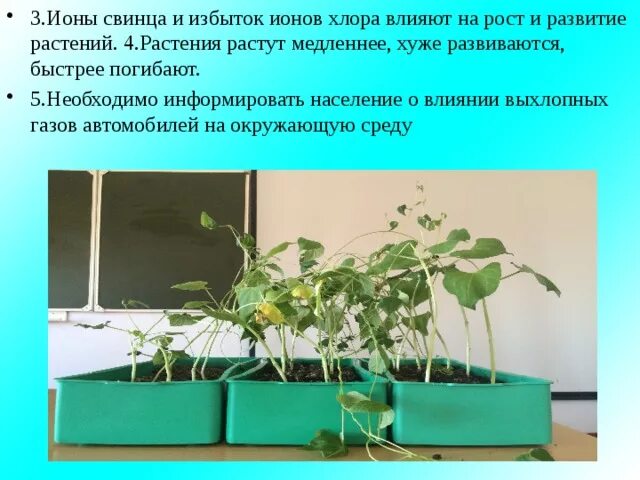 В чем особенность процесса роста у растений. Воздействие на растения. Влияние тяжелых металлов на растения. Воздействие газов на растения. Влияние токсичных газов на растения.