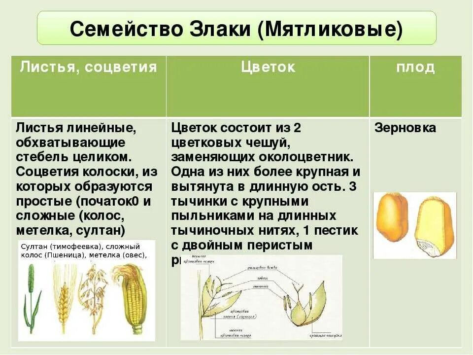 Генеративные органы овса. Однодольные семейство злаковые. Признаки семейства Однодольные злаковые. Формула цветка семейства злаки 6 класс биология. Семейство злаки Мятликовые таблица.