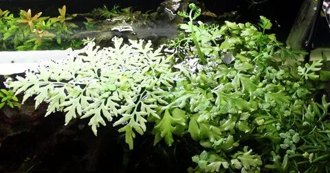 Папоротник водяная капуста