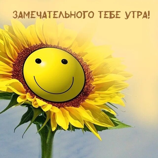 Позитивные картинки. Кот с цветочком. Лето животные. Неиссякаемого позитива. Неиссякаемого позитива.