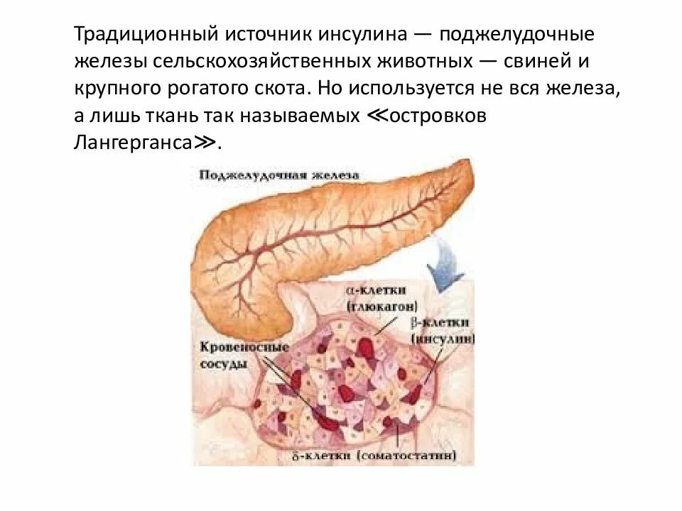 Поджелудочная железа КРС. Поджелудочная железа крупного рогатого скота. Поджелудочная железа инсулин. Поджелудочная железа свиньи