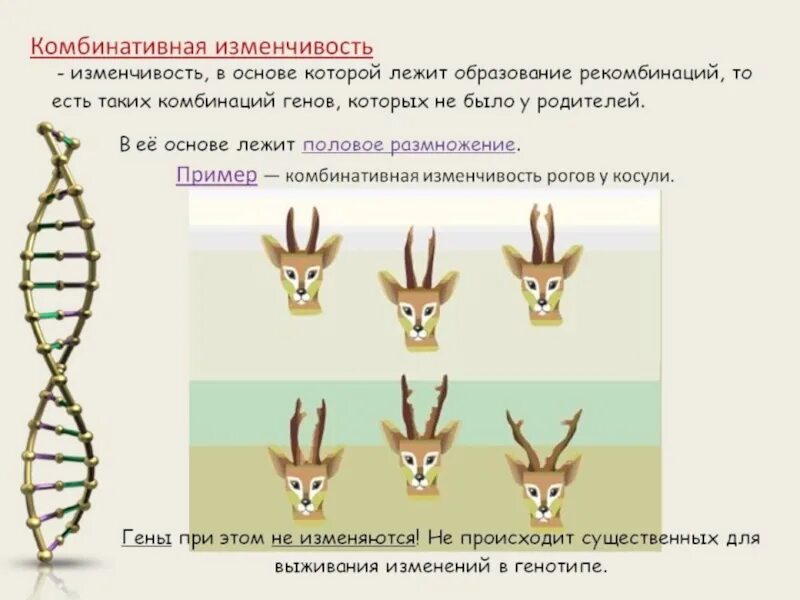 Пример изменения в биологии. Комбинативная изменчивость примеры. Комбинативна яизменчивсть. Примеры комбинативной изменчивости. Пример комбинированной изменчивости.