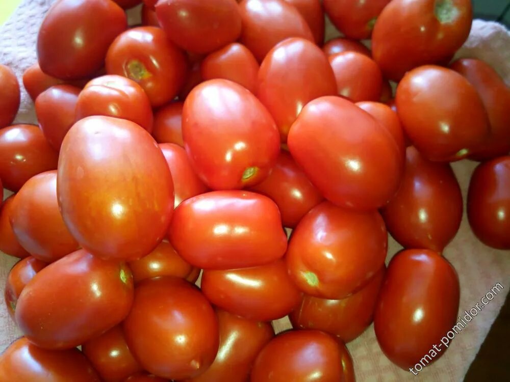 Золотые купола сорт томатов. Томат сорт обские купола. Обские купола томат фото. Томат обские купола f1. Томат красный купол f1.