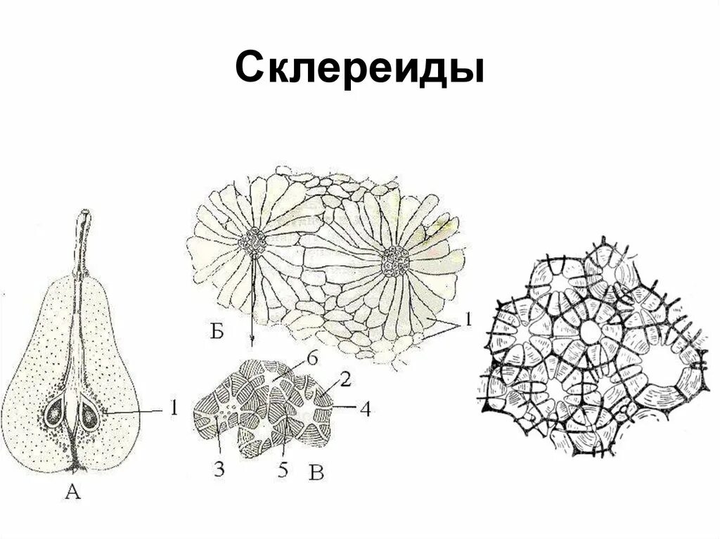 Клетка околоплодника. Склереиды каменистые клетки. Каменистые клетки околоплодника груши. Склеренхима волокна и склереиды. Склереиды каменистые клетки груши.