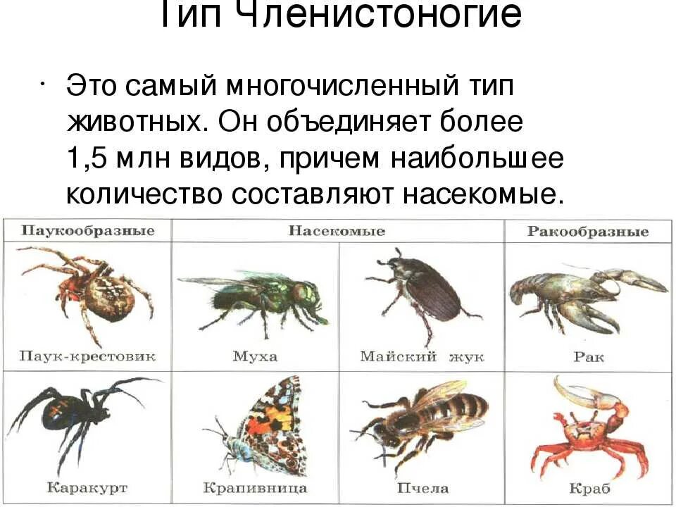 Тип Членистоногие класс насекомые 7 класс биология. Представители членистоногих 7 класс биология. Членистоногие 5 класс биология. Тип Членистоногие представители.