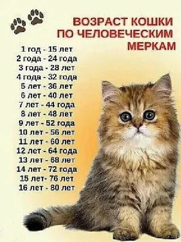 Сколько лет живут домашние кошки. Возраст кота по человеческим меркам 10 лет. Возраст кошки по человеческим меркам таблица. Возраст. Кошачьи года по человеческим меркам.
