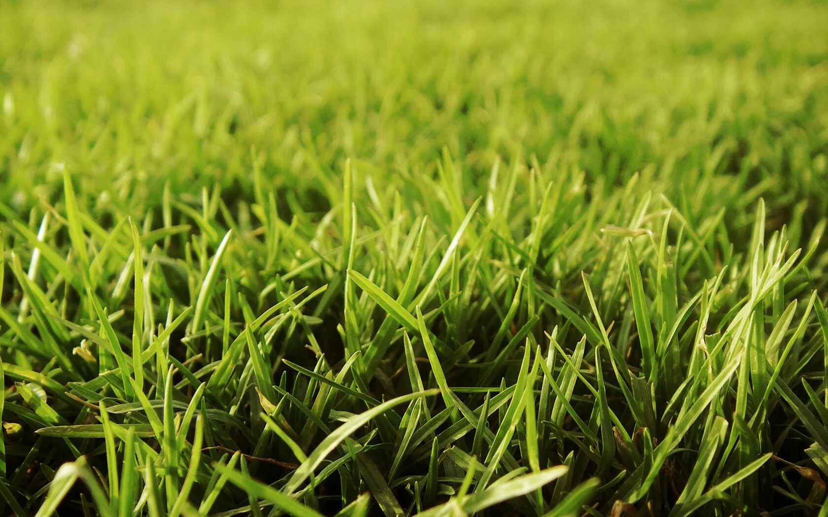 Райграс пастбищный для газона. Газонная трава засухоустойчивая. Turfgrass grass Seeds. Засухоустойчивая трава для газона. Трава сток