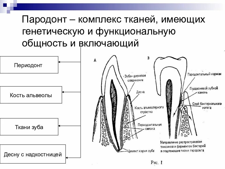 Пародонт реферат. Ткани зуба периодонт строение. схема строения тканей пародонта. строение пародонта и периодонта. строение периодонта и пародонта зуба.