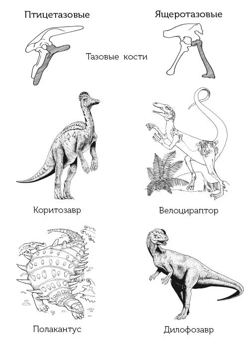 Птицы произошли от птицетазовых динозавров. Птицетазовые и ящеротазовые. птицетазовые и ящеротазовые динозавры. таз птицетазовых динозавров. ящеротазовые динозавры.