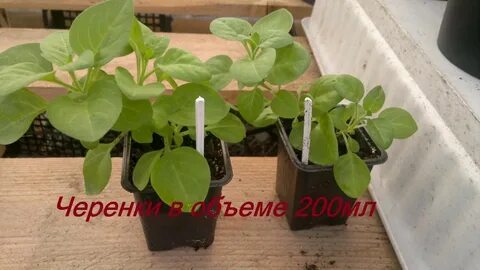 Вегетативные черенки оптом