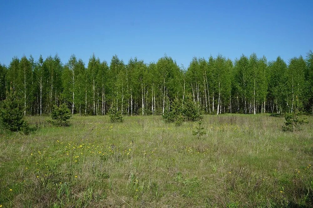 Лесной земельные участки купить