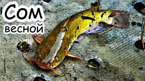 Сом бит сому