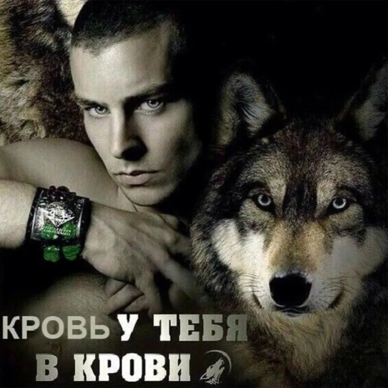 Воровские статусы. Волчьи цитаты. Цитаты волков. Статусы про одиноких волков. Красивые статусы с волками.