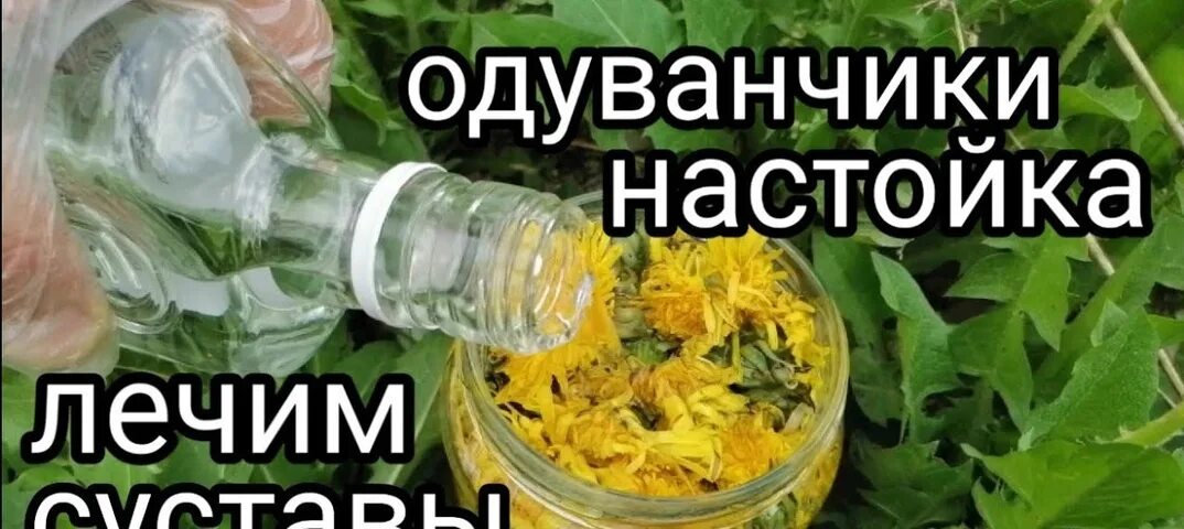 Настой из одуванчиков. Одуванчик лекарственный настой. Настойка для растирки. Настой из одуванчиков для суставов. Одуванчики настойки рецепт.