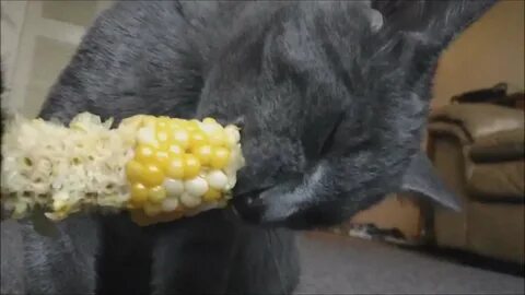 Собакам можно кукурузу вареную