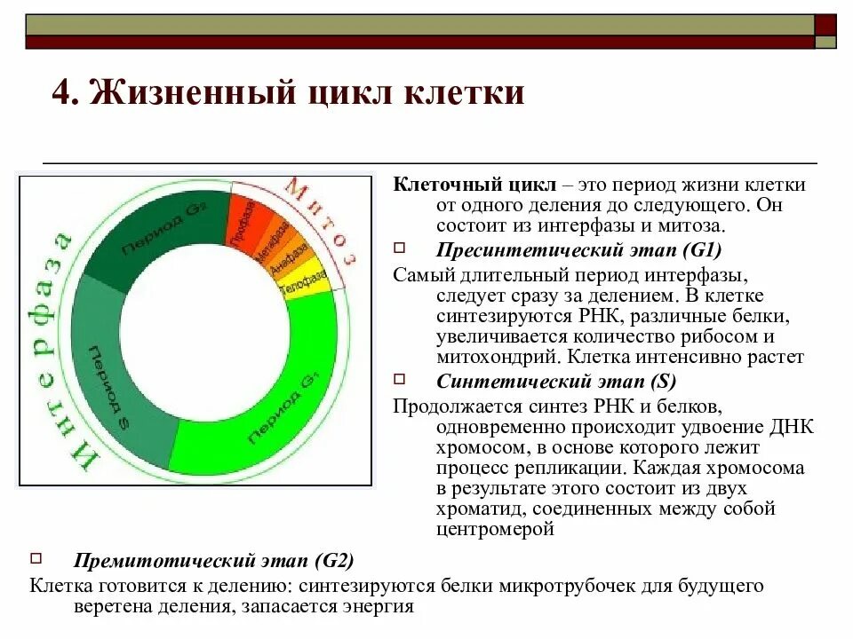 Жизненный цикл клетки состоит из интерфазы. 2 Жизненный цикл клетки: интерфаза. Стадии жизненного цикла клетки митоз. Схема стадий жизненного цикла клетки. Стадии жизненного цикла соматической клетки.