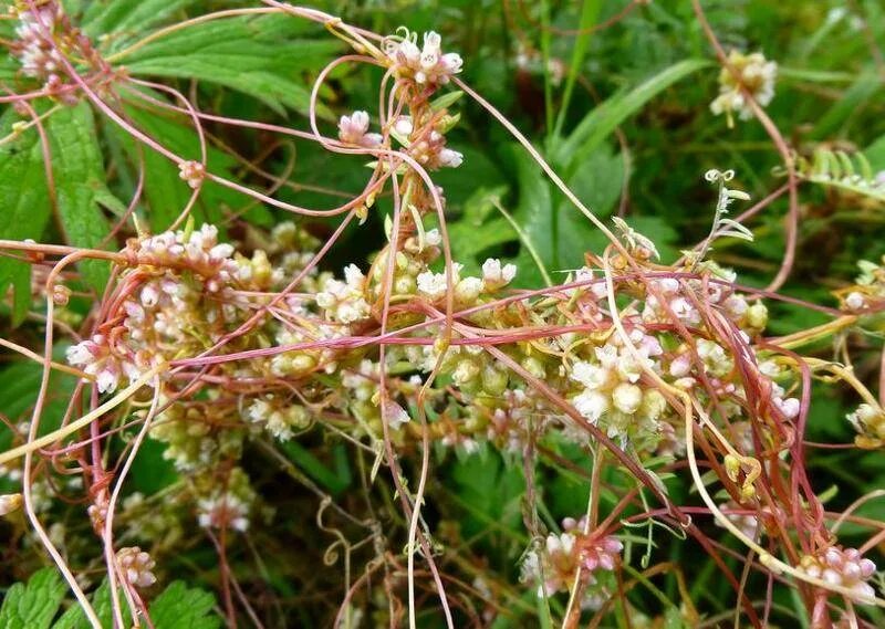 Повилика растение паразит. Повилика европейская. Повилика (Cuscuta). Сорняк паразит повилика.