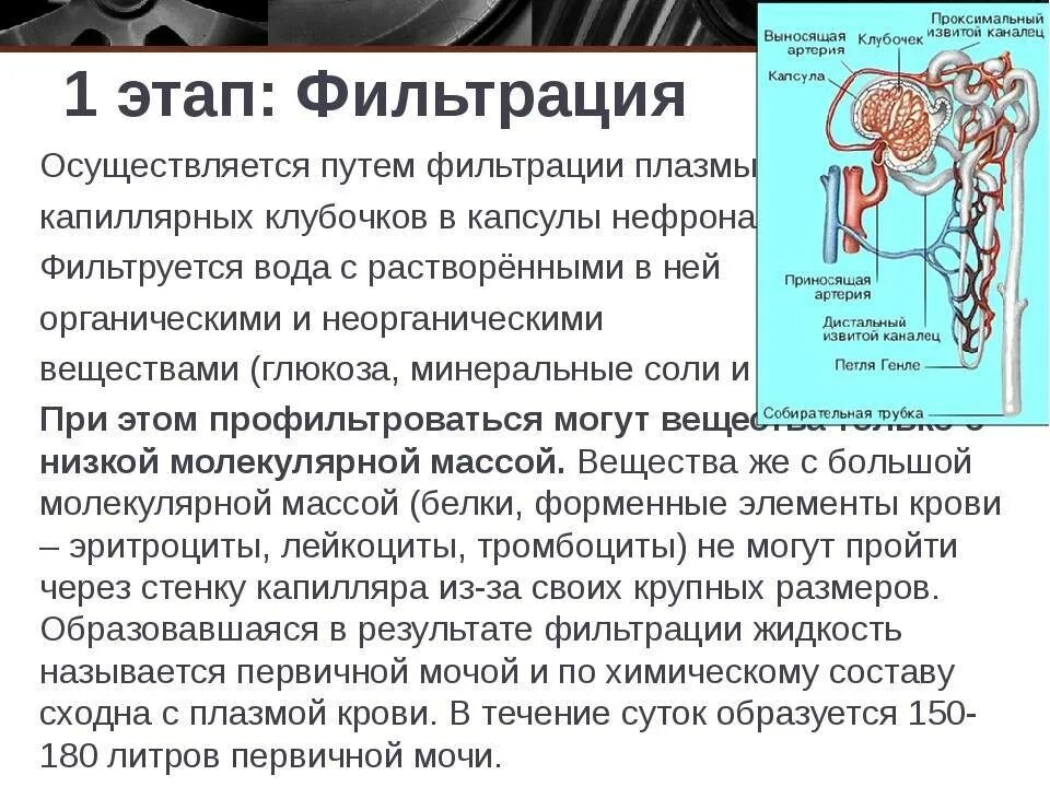 Образование вторичной мочи фильтрация крови образование плазмы. Фильтрация первичной мочи. Стадии фильтрации мочи. Процесс фильтрации мочи происходит. Фаза фильтрации мочи.