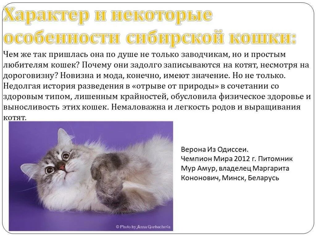Породы кошек характеристики. Породы кошек с описанием. Рассказ о сибирской кошке. Сибирская кошка характеристика. Характеристика кота.