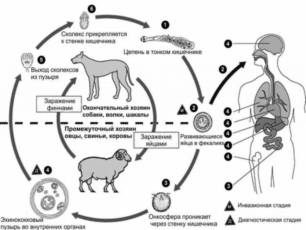 Жизненный цикл эхинококка схема. Цикл развития эхинококка Echinococcus granulosus. Эхинококк Echinococcus granulosus жизненный цикл. Цикл развития эхинококка схема.