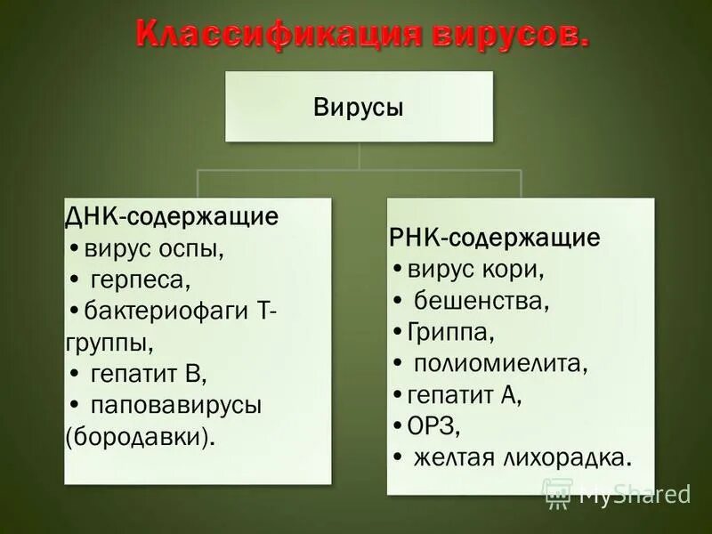 Какой вирус содержит рнк. ДНК И РНК содержащие вирусы. Вирусы ДНК содержащие и РНК содержащие. РНК вирусы примеры. ДНК И РНК содержащие вирусы примеры.