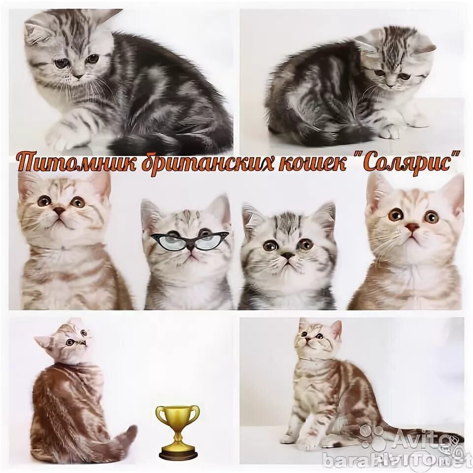Как меняется окрас котят. Как меняется окрас котенка с возрастом у британцев. окрасы британских кошек таблица с фото. как меняется окрас у британского котенка. как меняется окрас котёнка вискас.