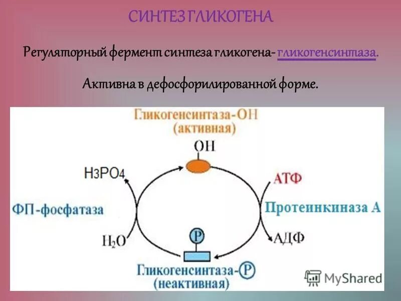 Ферментативный синтез