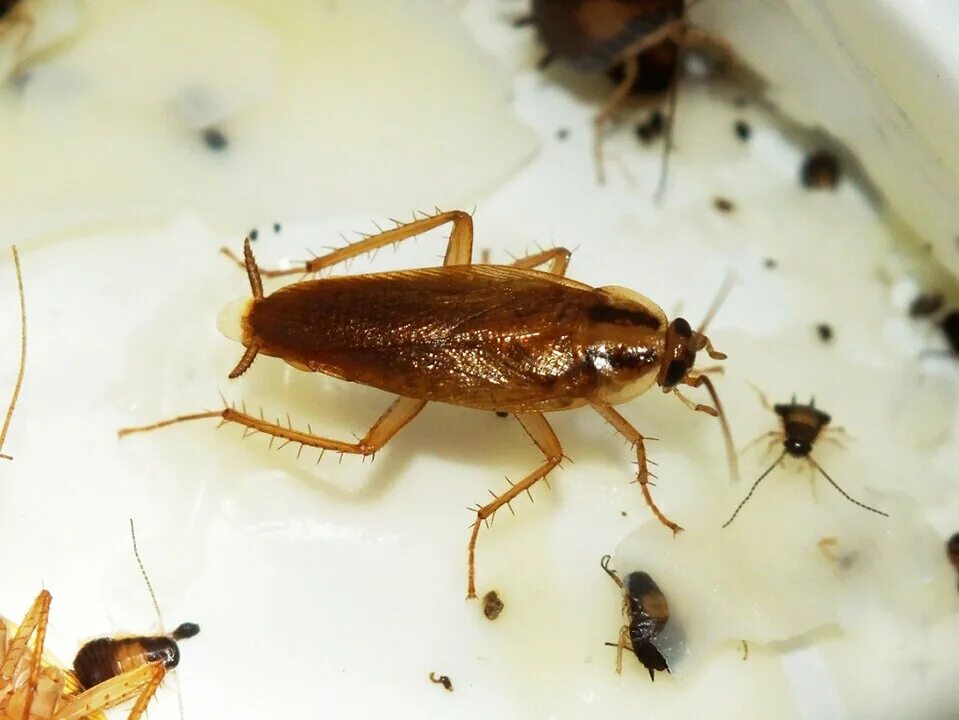 Рыжие тараканы дома. Прусак (blattella germanica). Маленький таракан прусак. Таракан прусак кукарача. Жук прусак.