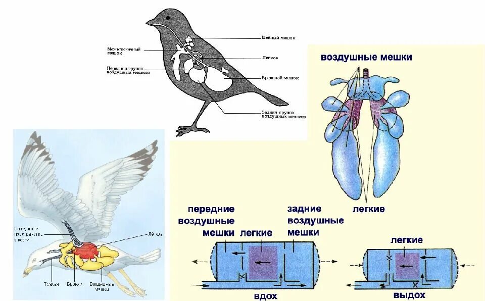 Органы птиц 7 класс. Система органов дыхания птиц органы дыхания птиц. Структура дыхательной системы птиц. Дыхательная система птиц строение и функции. Система органов дыхания птиц схема.