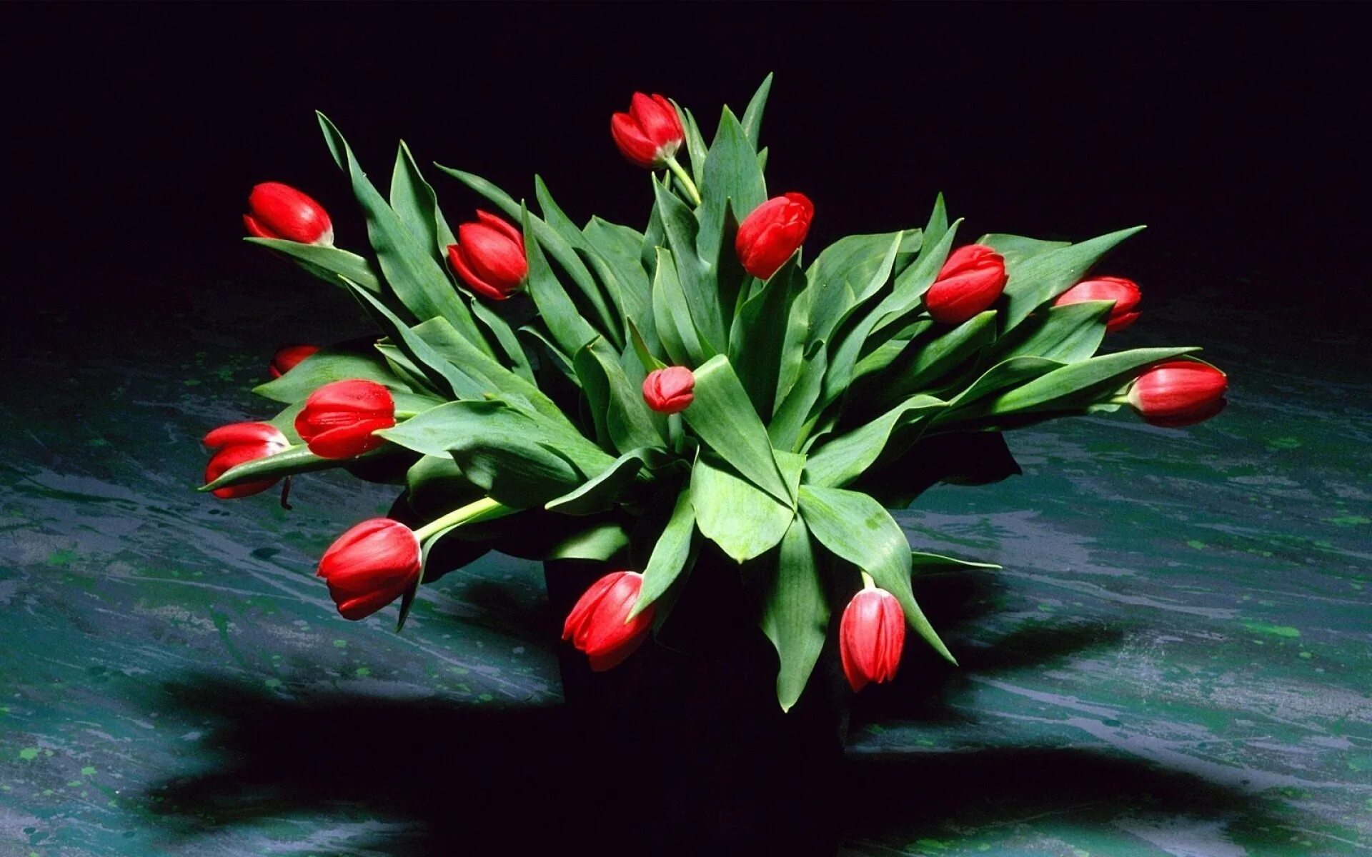 3 красных тюльпана. Красивые тюльпаны. Букет тюльпанов. Красные тюльпаны.