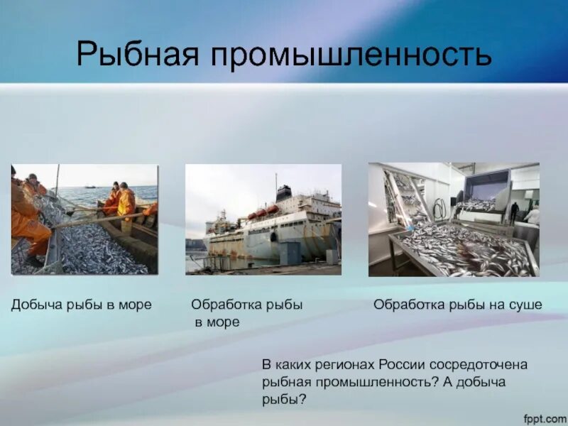 Рыбная промышленность является отраслью специализации. Отрасли рыбной промышленности. Доклад на тему Рыбная промышленность. Рыбная промышленность проект. Сообщение на тему Рыбная промышленность России.