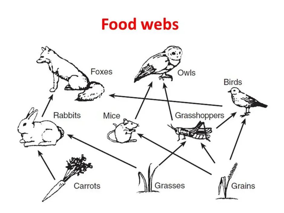 Ошибки в тексте пищевые цепи. Схема пастбищной пищевой цепи. Пищевая цепь в природе схема. Пищевая цепочка кролика. Цепь питания хищников.