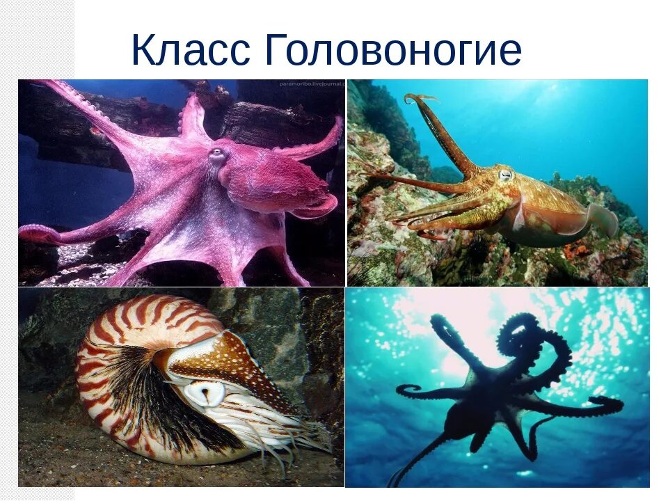 Головоногие какой тип. Головоногие какой тип